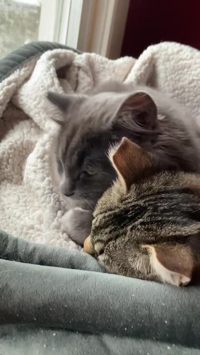 Enlarge Tribble and Trouble, a hold Domestic Medium Hair in Seattle, WA video 5/5