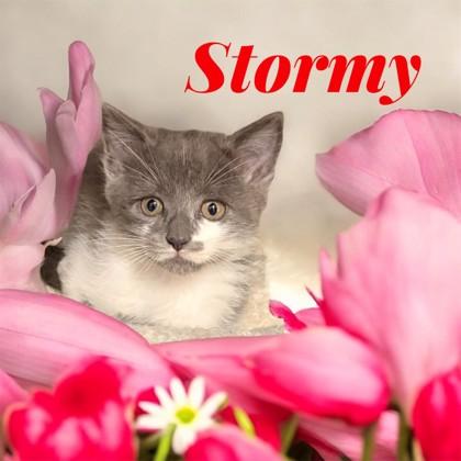 Stormy , ADOPTABLE, Kitten Male Domestic Short Hair.