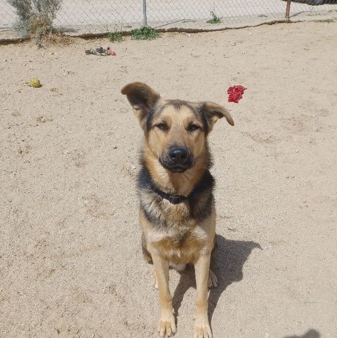 Ky, a Adoptable mixed breed in Mojave, CA image 1/8