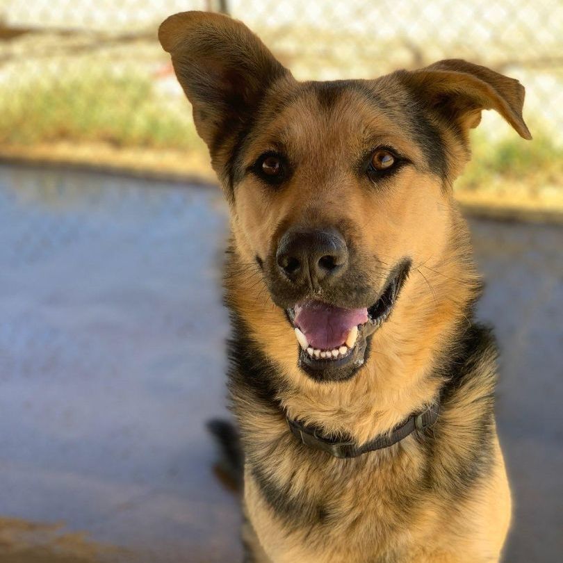Ky, Adoptable, Young Male German Shepherd Dog.