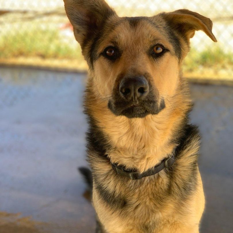 Ky, a Adoptable mixed breed in Mojave, CA image 3/8