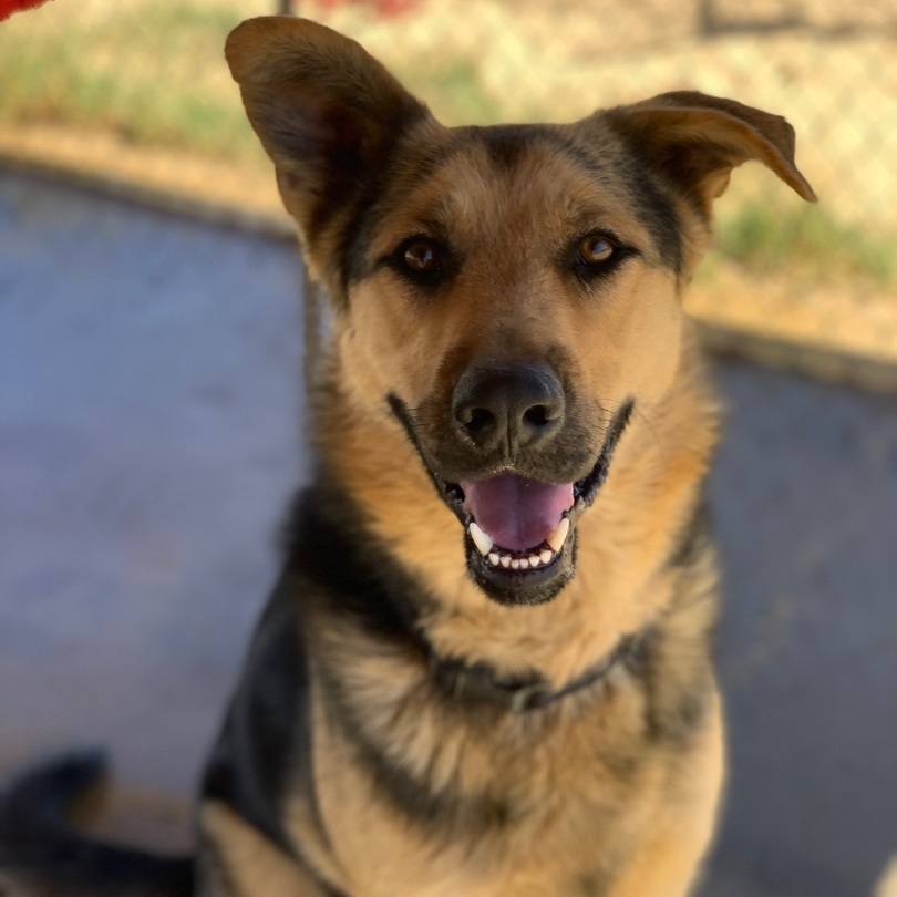 Ky, a Adoptable mixed breed in Mojave, CA image 4/8