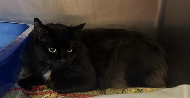 Enlarge PRISS, a Adoptable Domestic Long Hair in Brewster, MA image 1/1