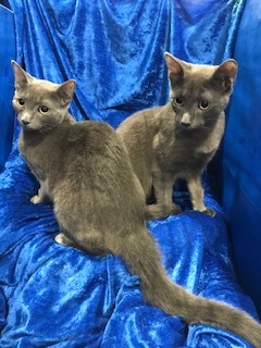 Enlarge Olive, a Adoptable Russian Blue in Gainesville, FL image 1/2