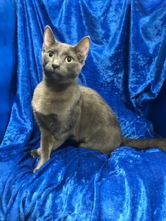 Cat for adoption - Olive, a Russian Blue in Gainesville, FL