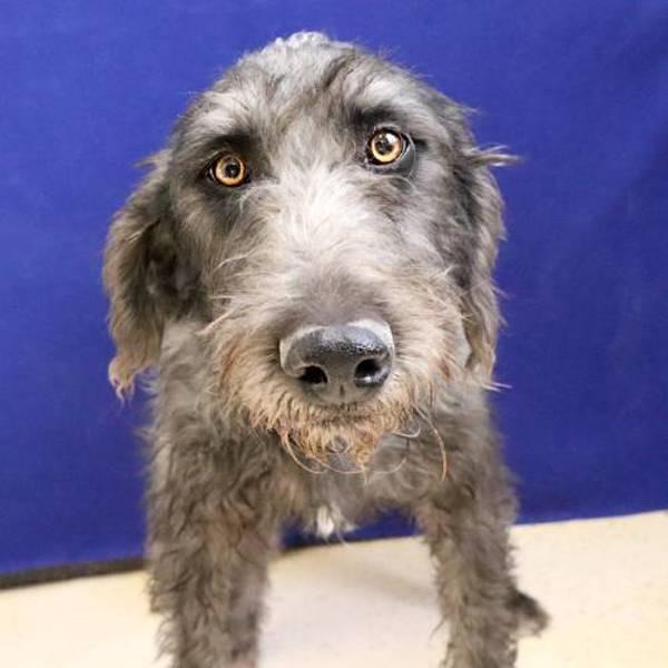 Renzi, a Adoptable mixed breed in Midland, TX image 1/2