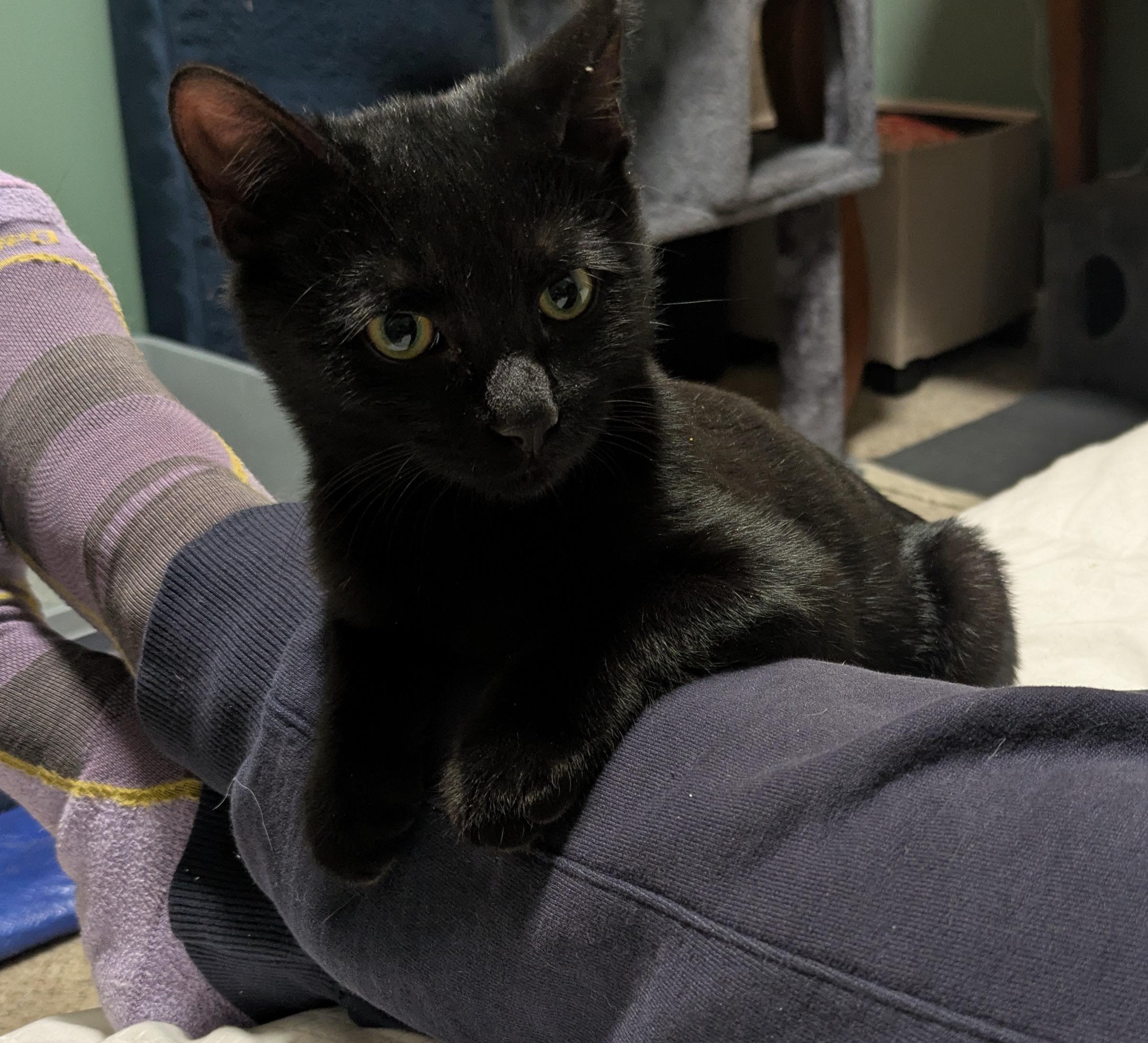 Enlarge Binx, a ADOPTABLE Domestic Short Hair in Washington Grove, MD image 2/4