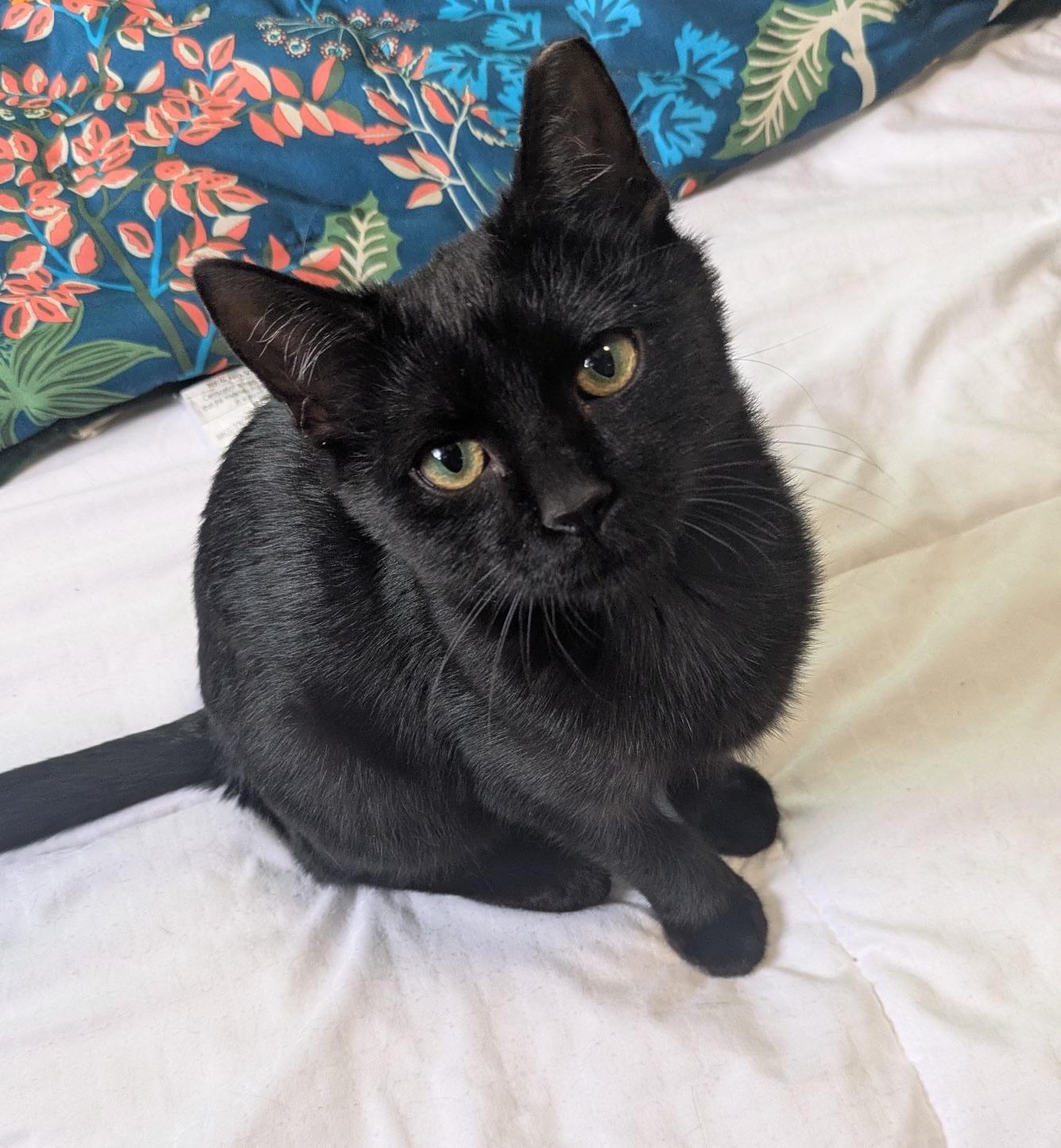 Binx, ADOPTABLE, Kitten Male Domestic Short Hair.