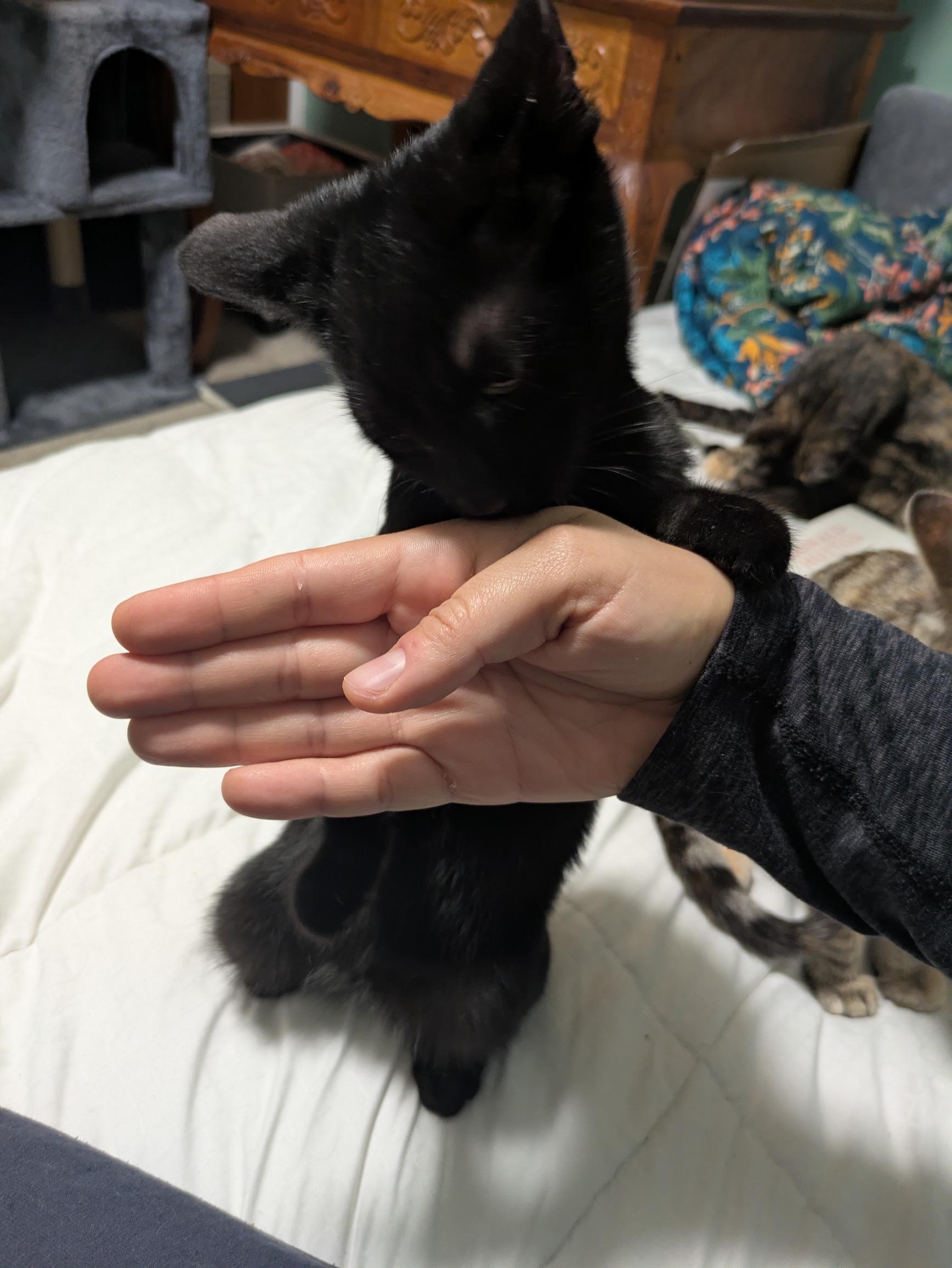 Enlarge Binx, a ADOPTABLE Domestic Short Hair in Washington Grove, MD image 3/4