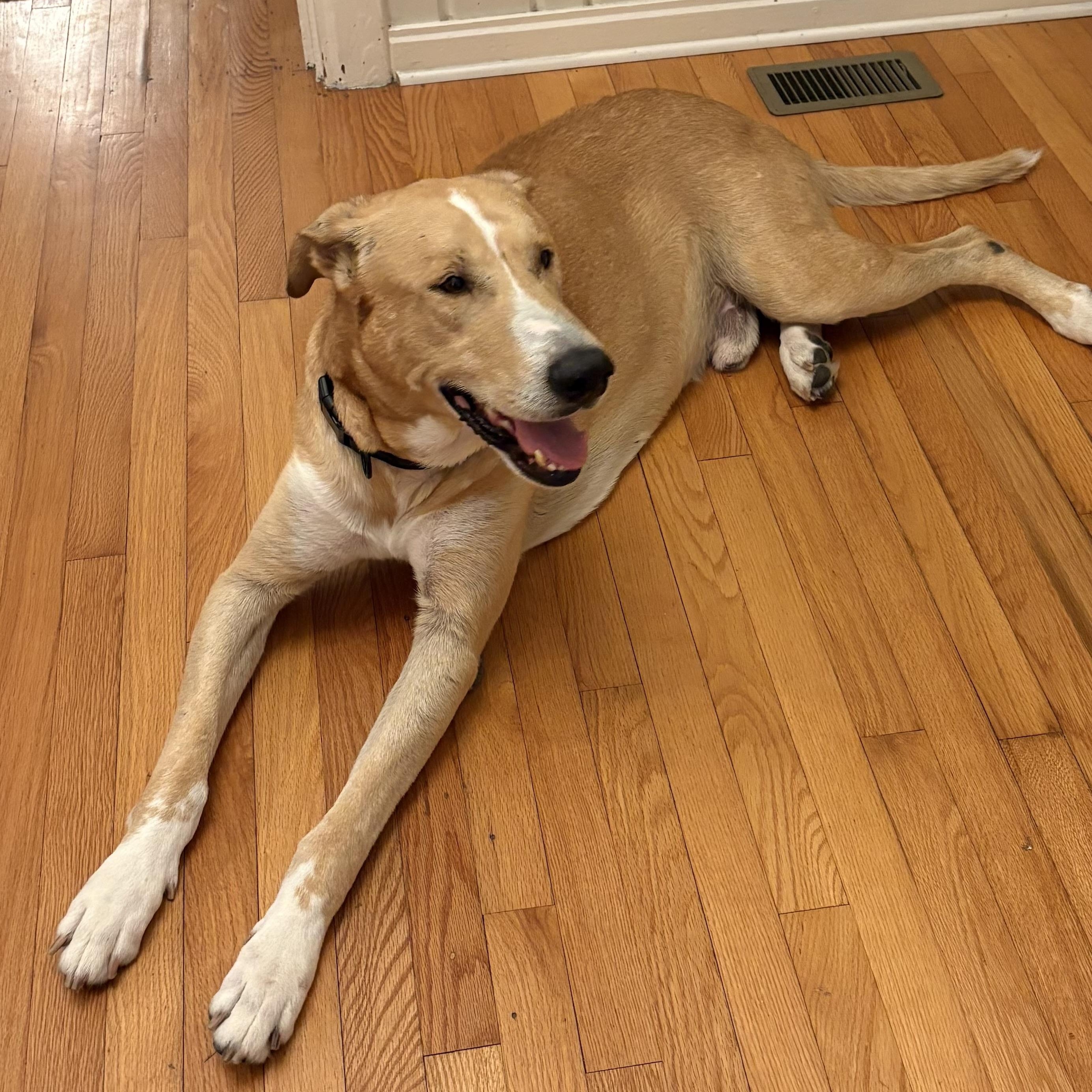 Forest, Adoptable, Senior Male Labrador Retriever.