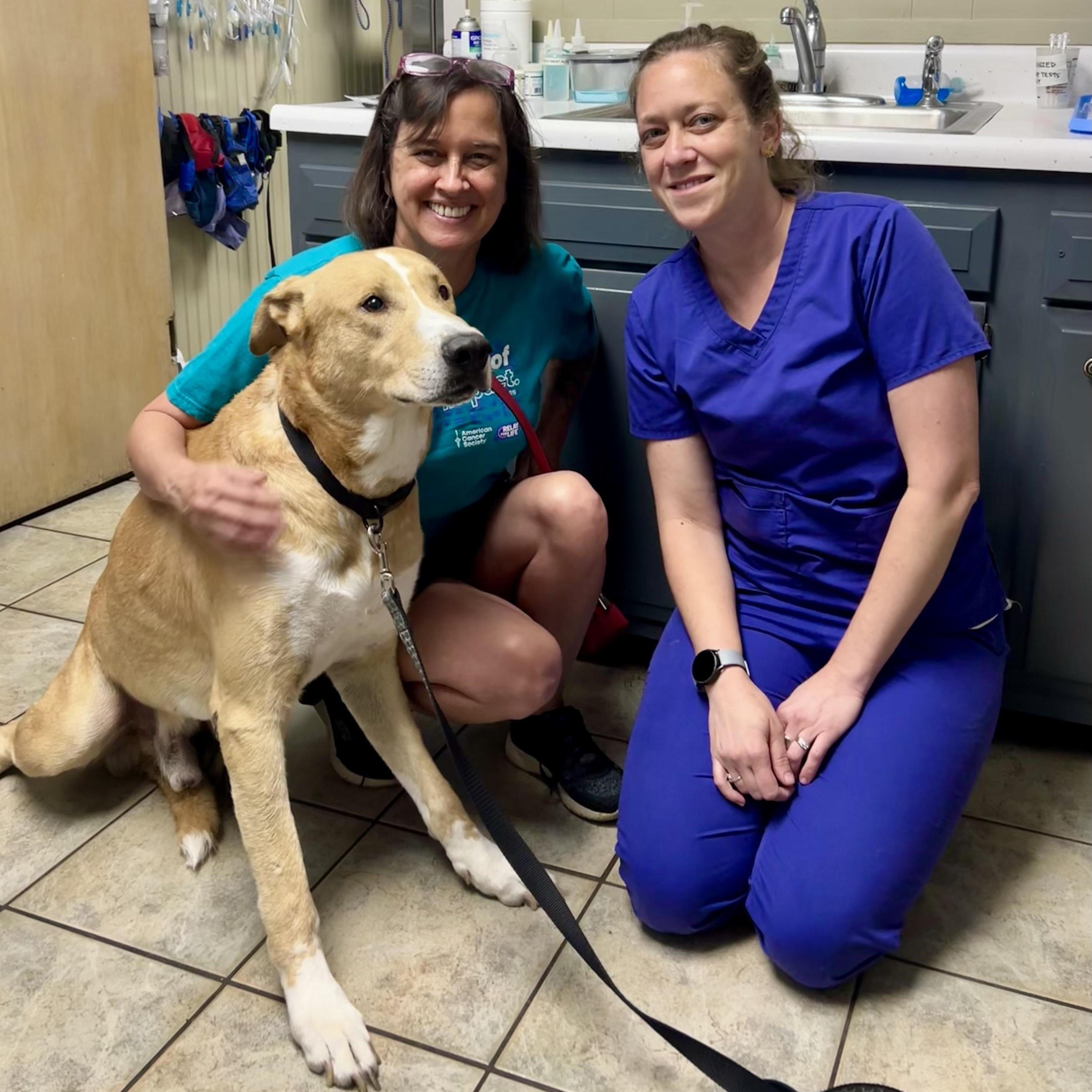 Enlarge Forest, a Adoptable mixed breed in Savannah, GA image 2/3