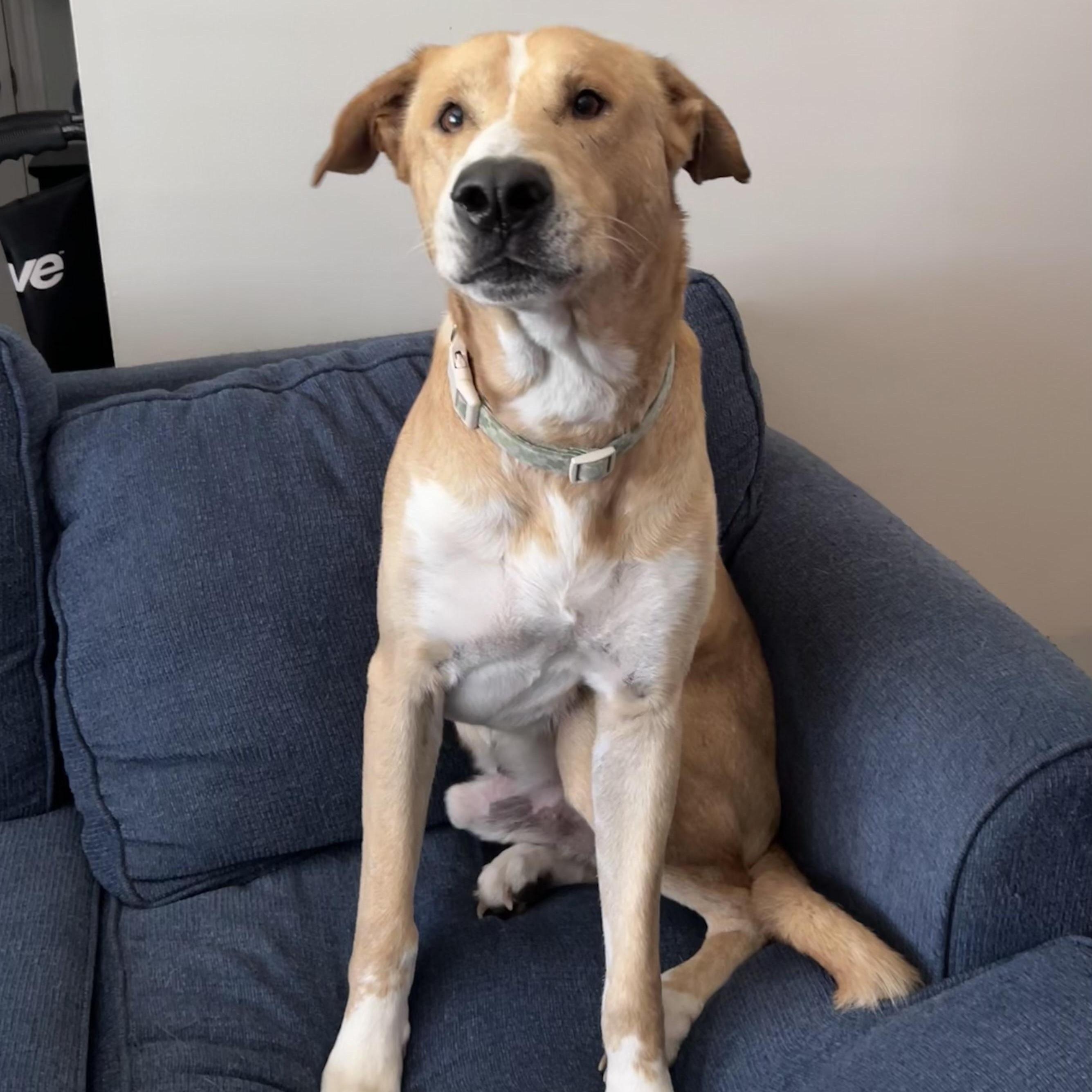 Enlarge Forest, a Adoptable mixed breed in Savannah, GA image 3/3