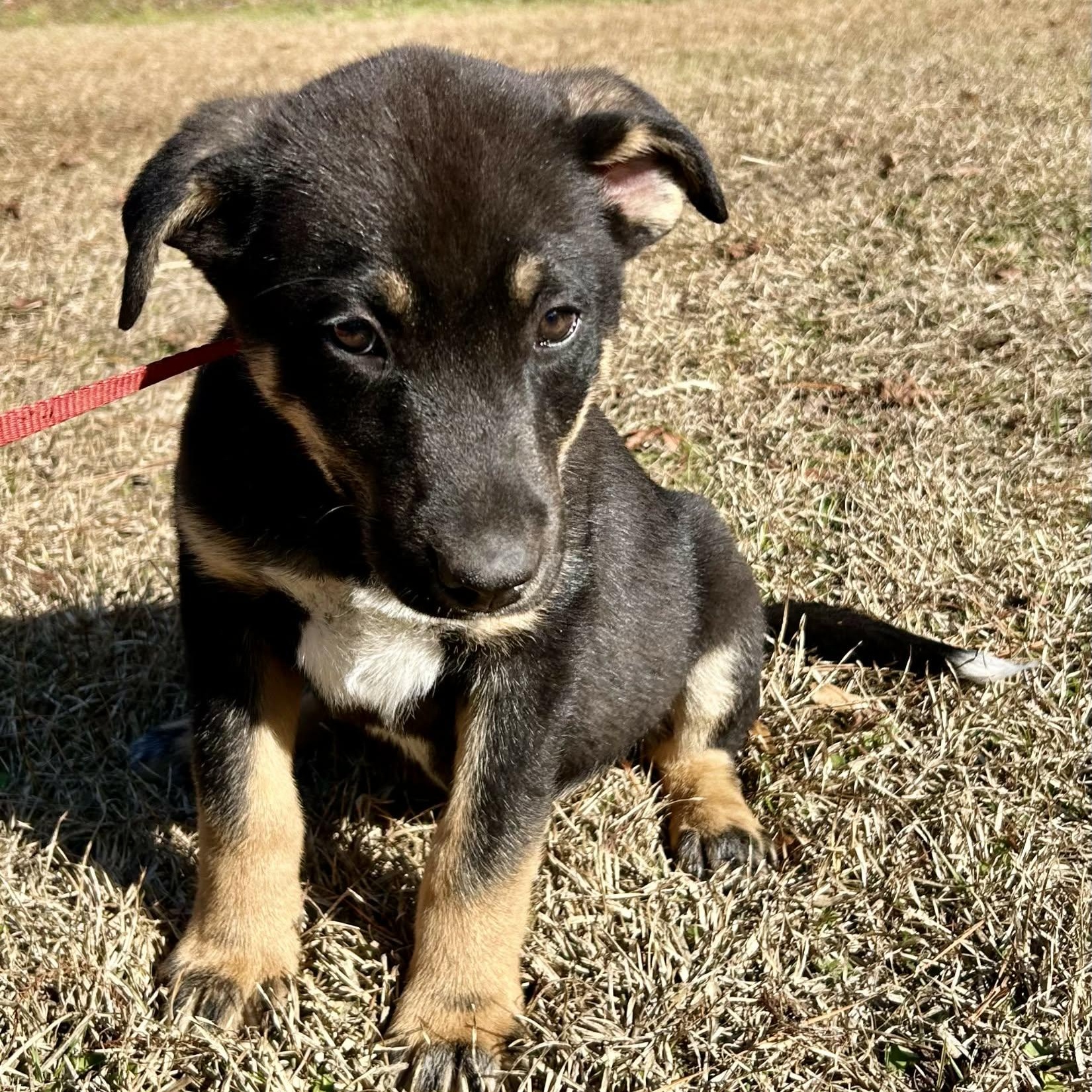 Abraham, ADOPTABLE, Puppy Male German Shepherd Dog.