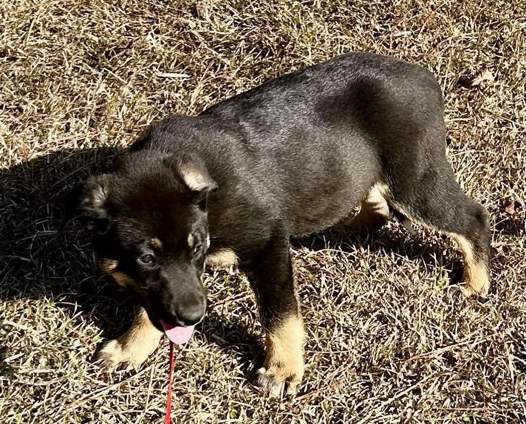 Enlarge Abraham, a ADOPTABLE German Shepherd Dog in Westport, MA image 3/3