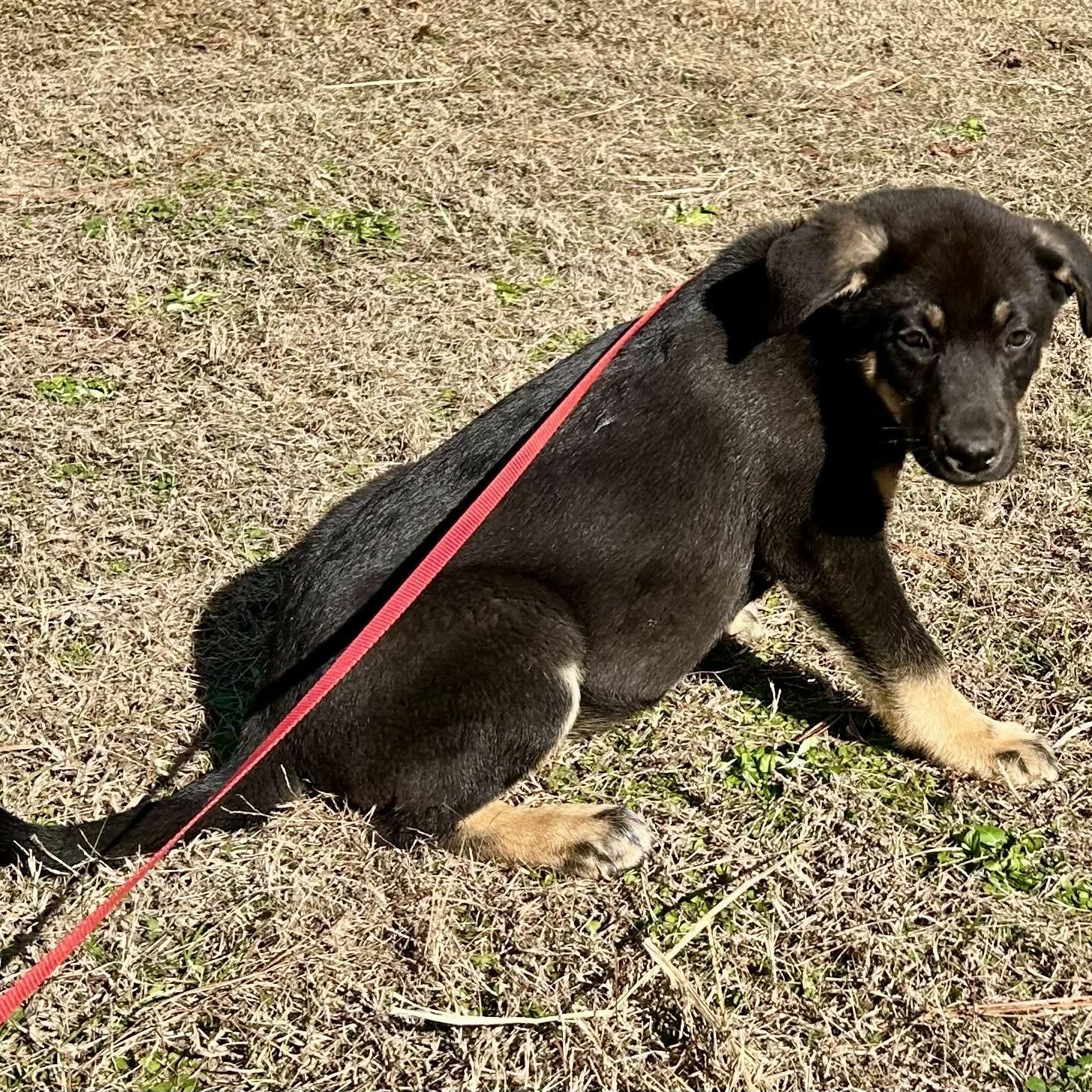 Enlarge Abraham, a ADOPTABLE German Shepherd Dog in Westport, MA image 2/3