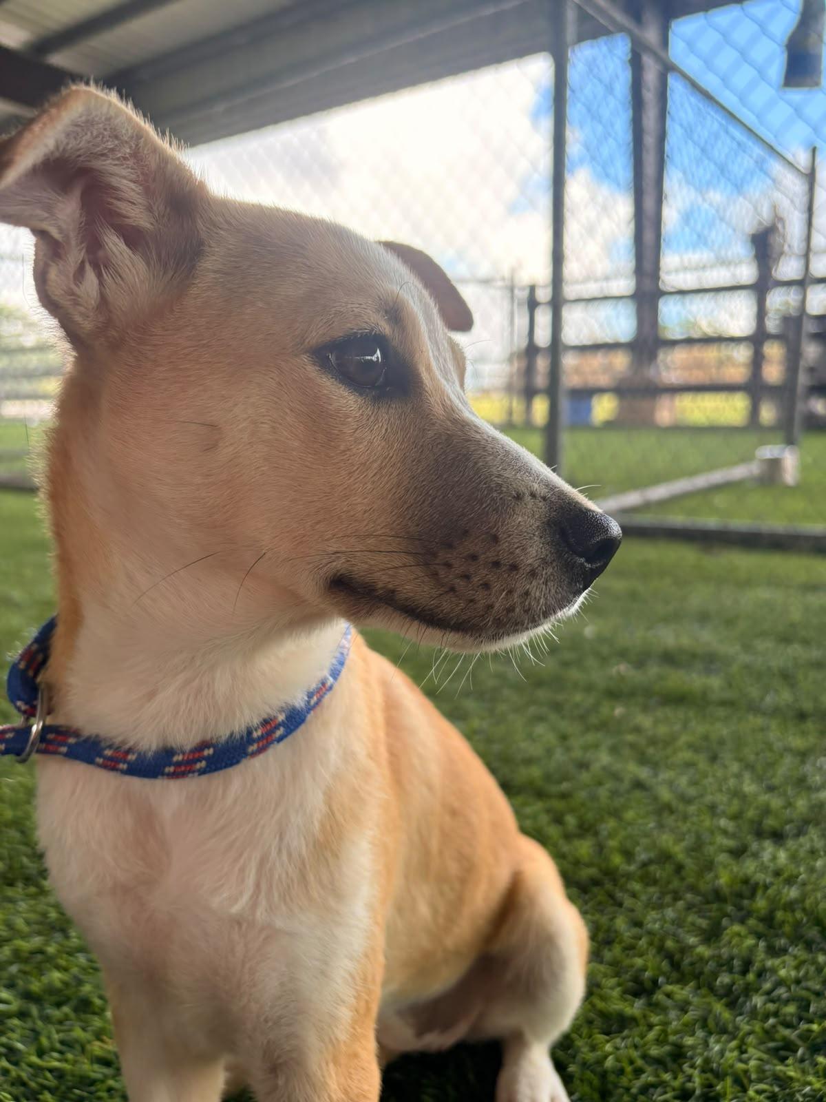 Asia, a Adoptable Mixed Breed in Warwick, RI image 3/3