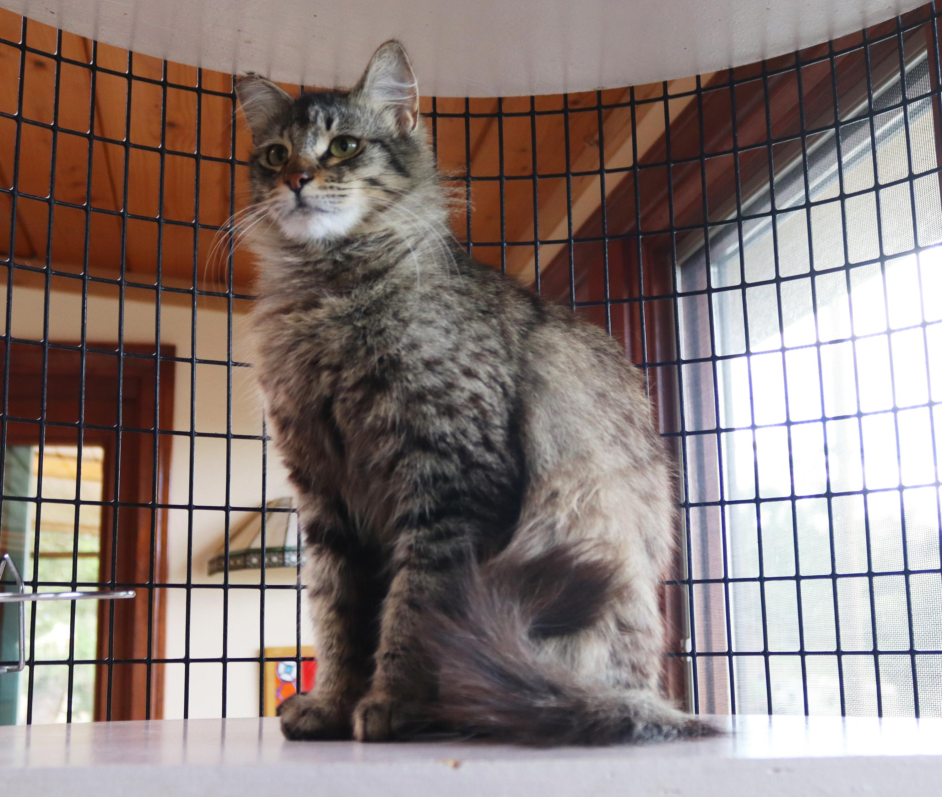 Zelda, an adopted Ragdoll in Vista, CA image 3/3