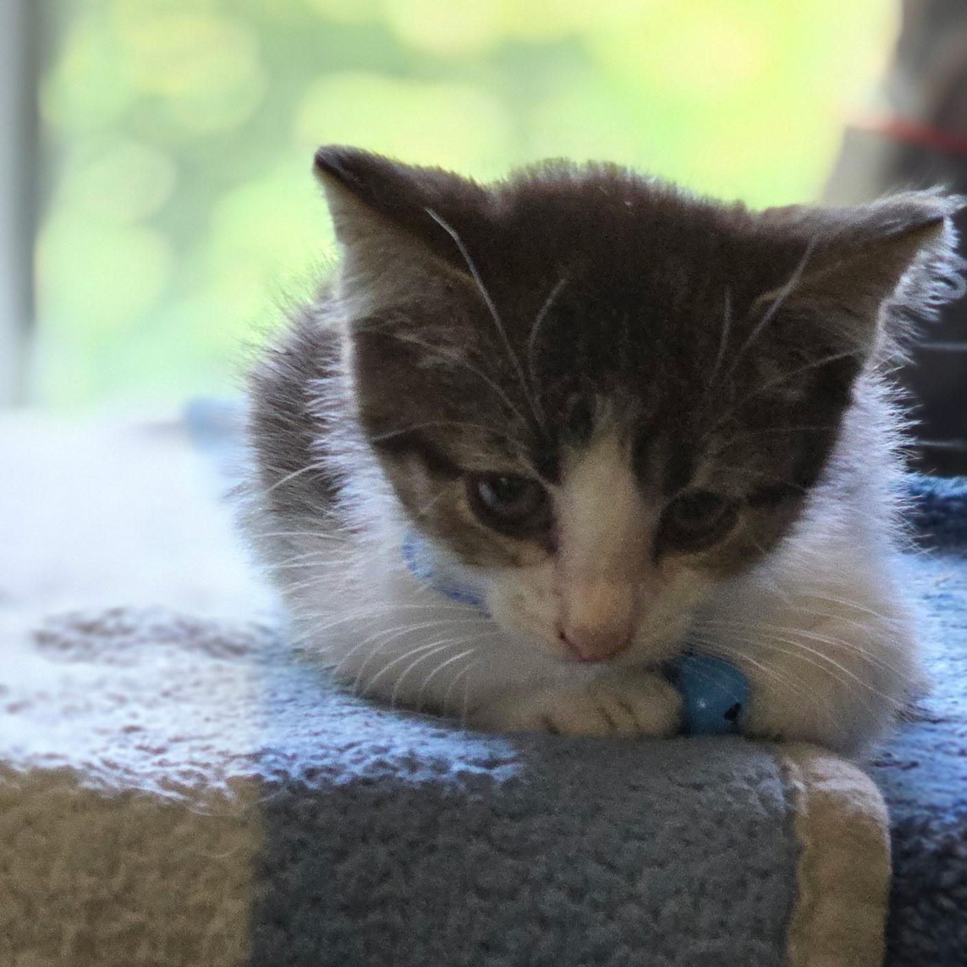 Enlarge Pepper, a Adopted Domestic Short Hair in Detroit, MI image 4/6
