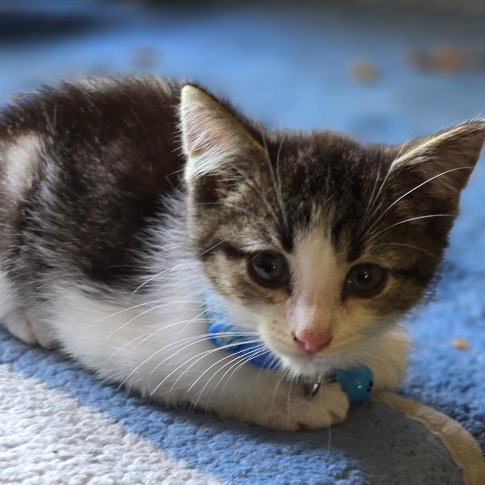 Enlarge Pepper, a Adopted Domestic Short Hair in Detroit, MI image 2/6