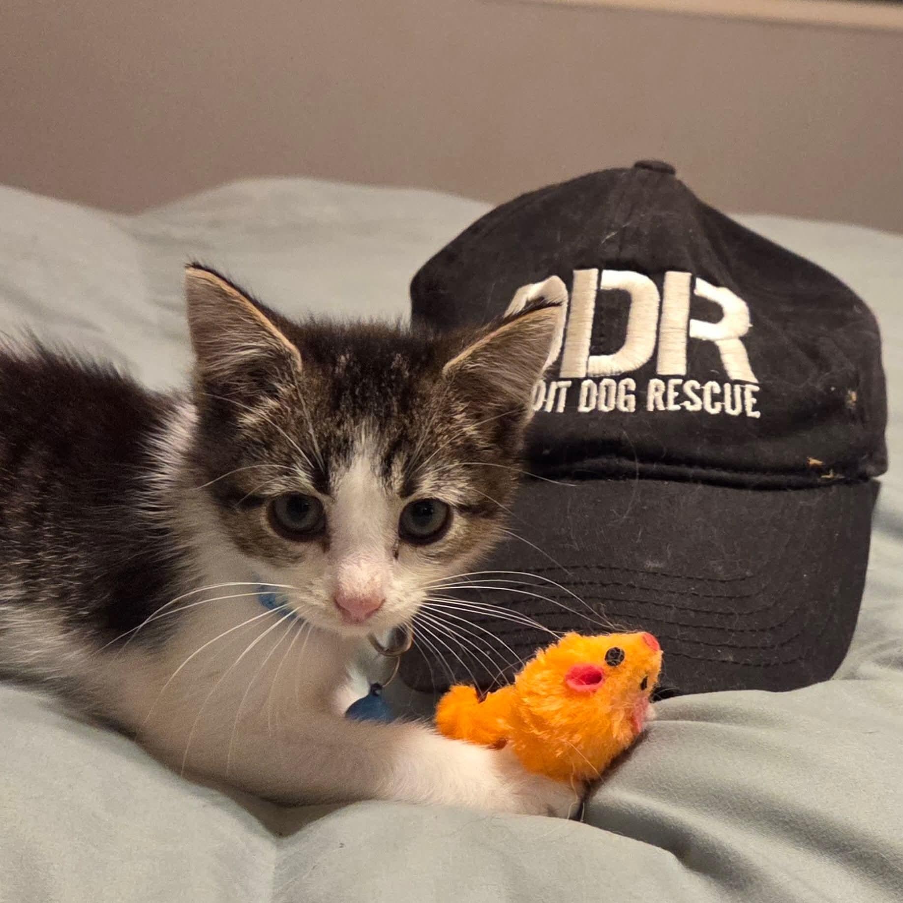 Enlarge Pepper, a Adopted Domestic Short Hair in Detroit, MI image 6/6