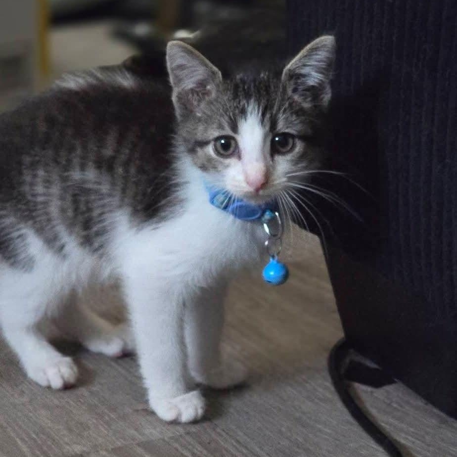 Enlarge Pepper, a Adopted Domestic Short Hair in Detroit, MI image 3/6