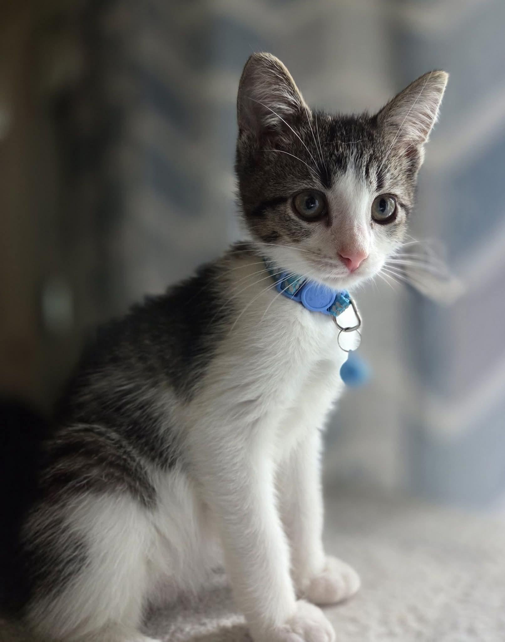 Pepper, Adopted, Kitten Female Domestic Short Hair.