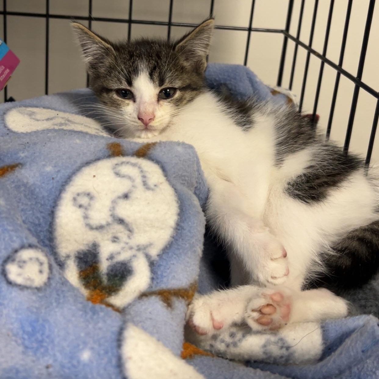 Enlarge Pepper, a Adopted Domestic Short Hair in Detroit, MI image 5/6