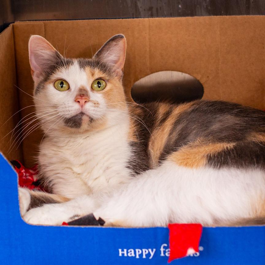 Muffin, Adoptable, Young Female Domestic Short Hair.