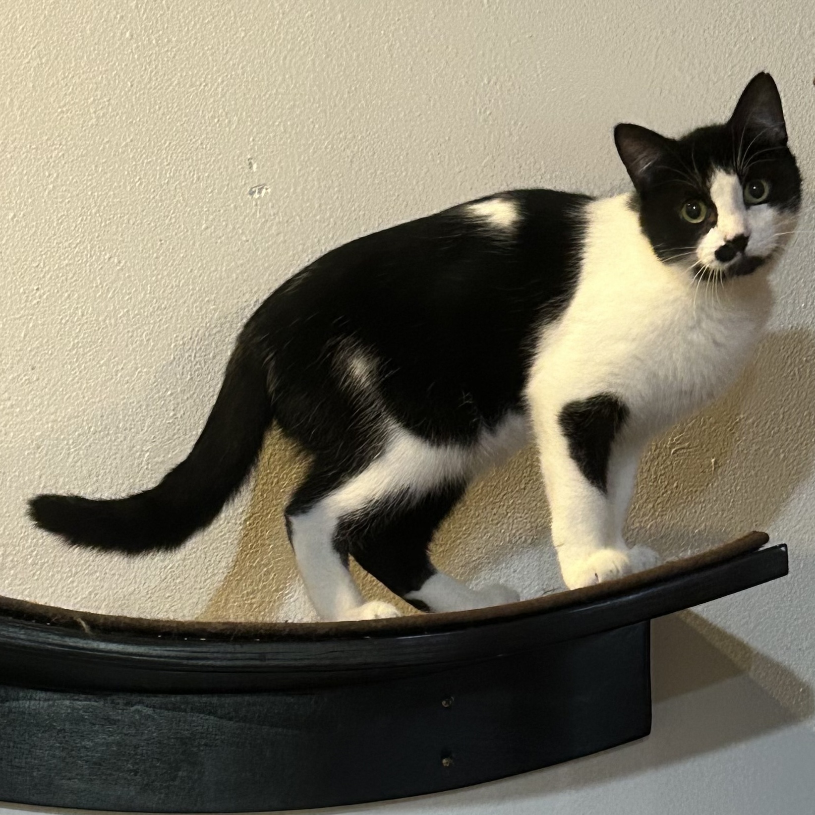 Elliot, a Adoptable Domestic Short Hair in Devils Lake, ND image 3/5