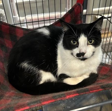 Elliot, a Adoptable Domestic Short Hair in Devils Lake, ND image 1/5