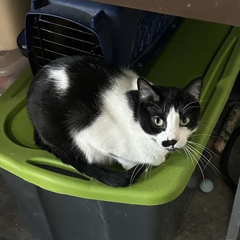 Elliot, a Adoptable Domestic Short Hair in Devils Lake, ND image 2/5