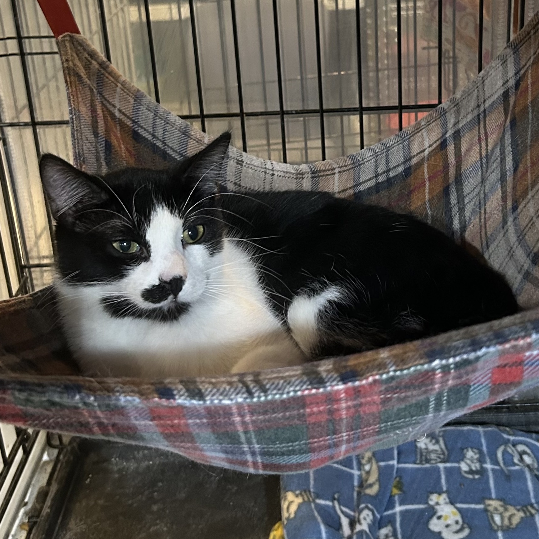 Elliot, a Adoptable Domestic Short Hair in Devils Lake, ND image 5/5