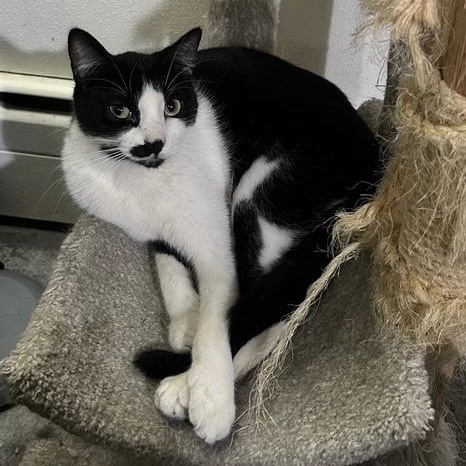 Elliot, an adoptable Domestic Short Hair in Devils Lake, ND, 58301 | Photo Image 1