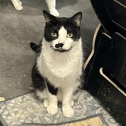 Elliot, a Adoptable Domestic Short Hair in Devils Lake, ND image 1/5