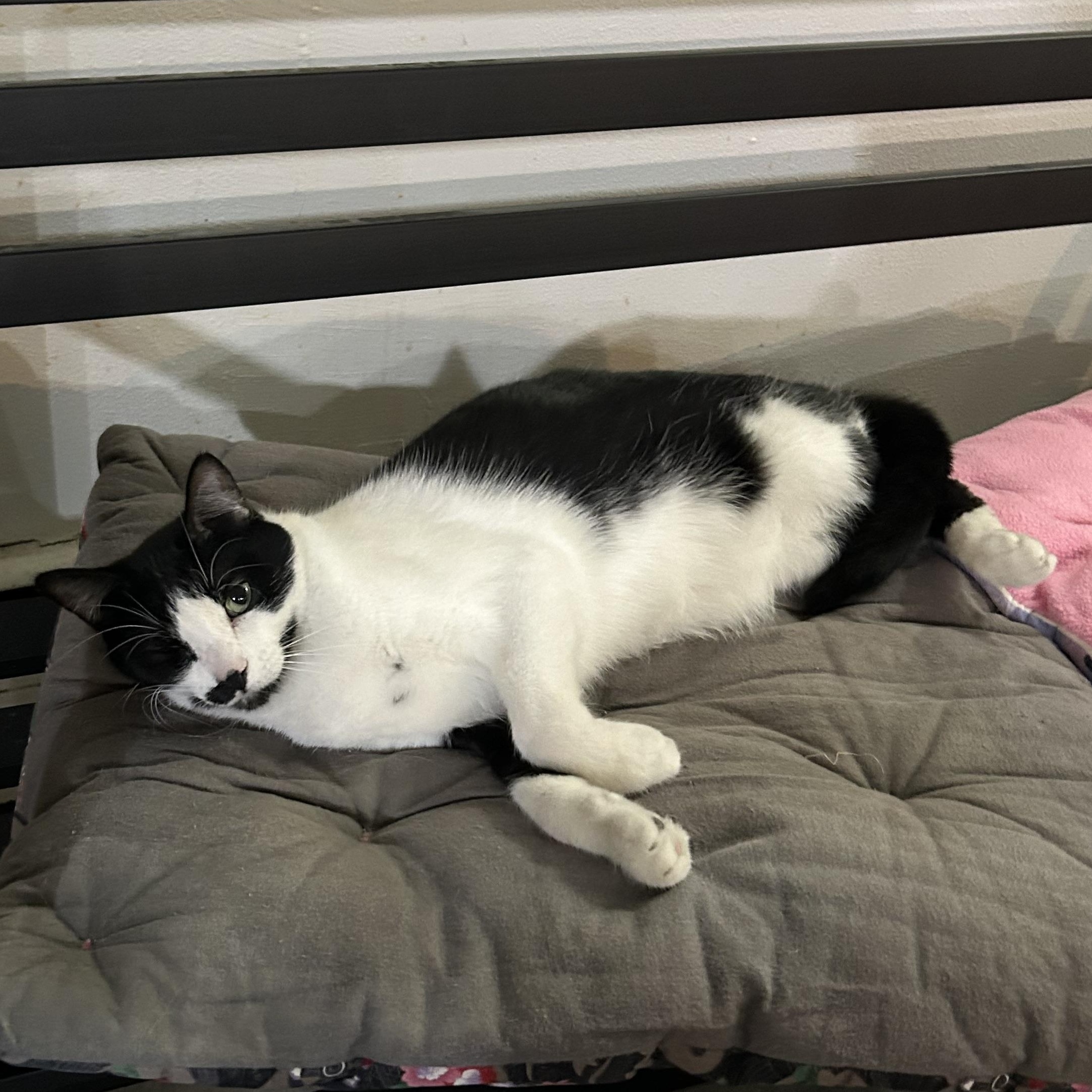 Elliot, a Adoptable Domestic Short Hair in Devils Lake, ND image 4/5