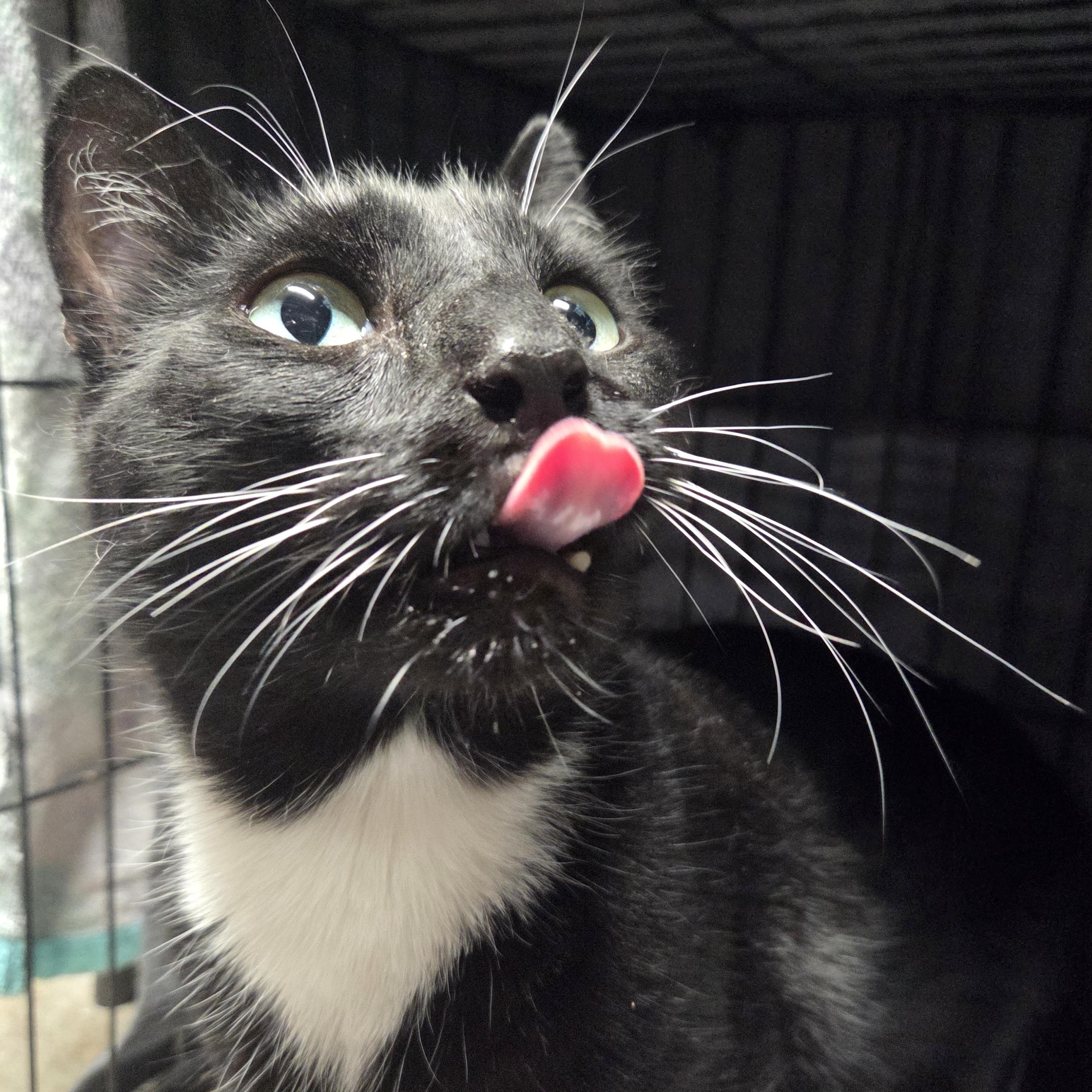 Enlarge Arnold, a Adoptable Tuxedo in Bayonne, NJ image 1/4