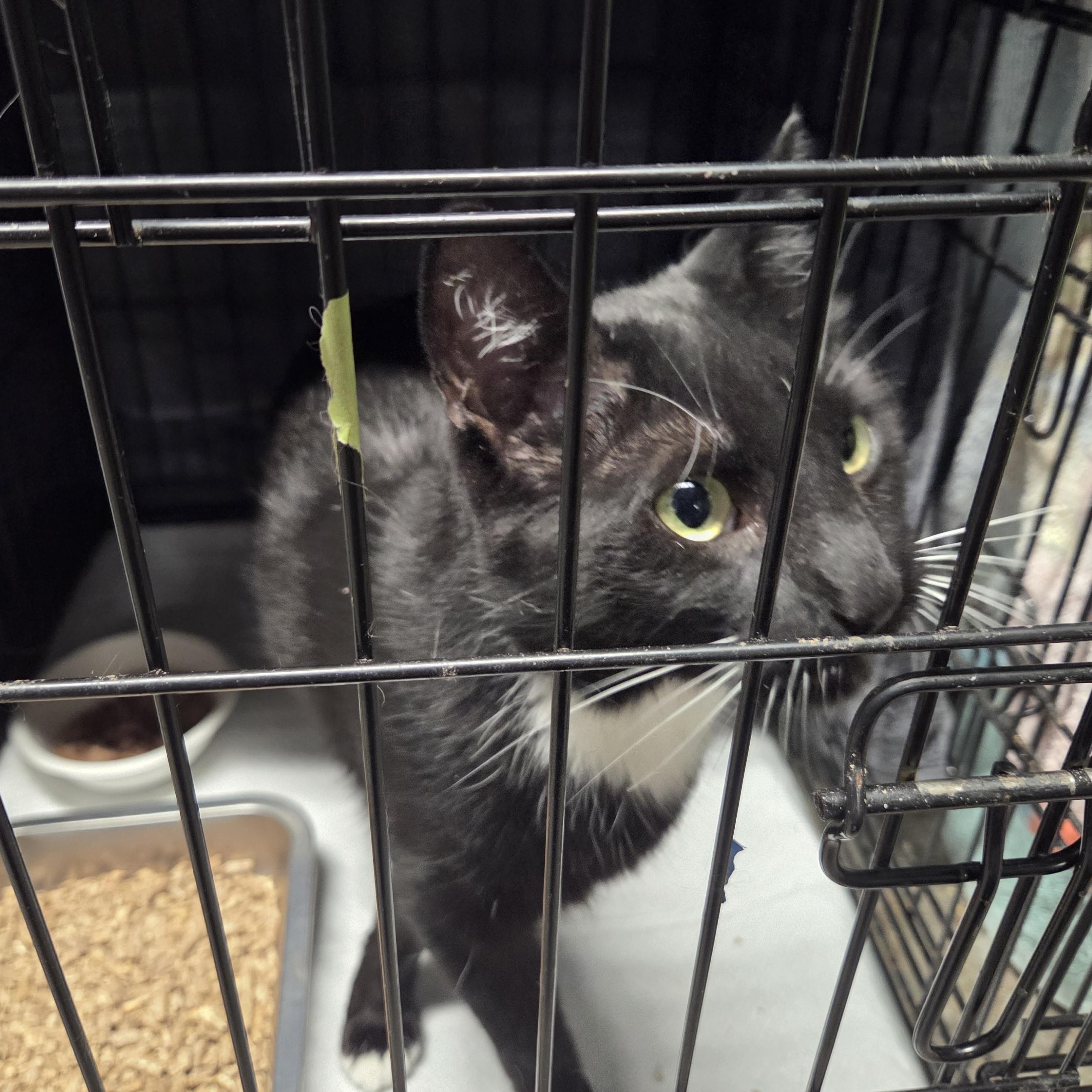 Enlarge Arnold, a Adoptable Tuxedo in Bayonne, NJ image 4/4