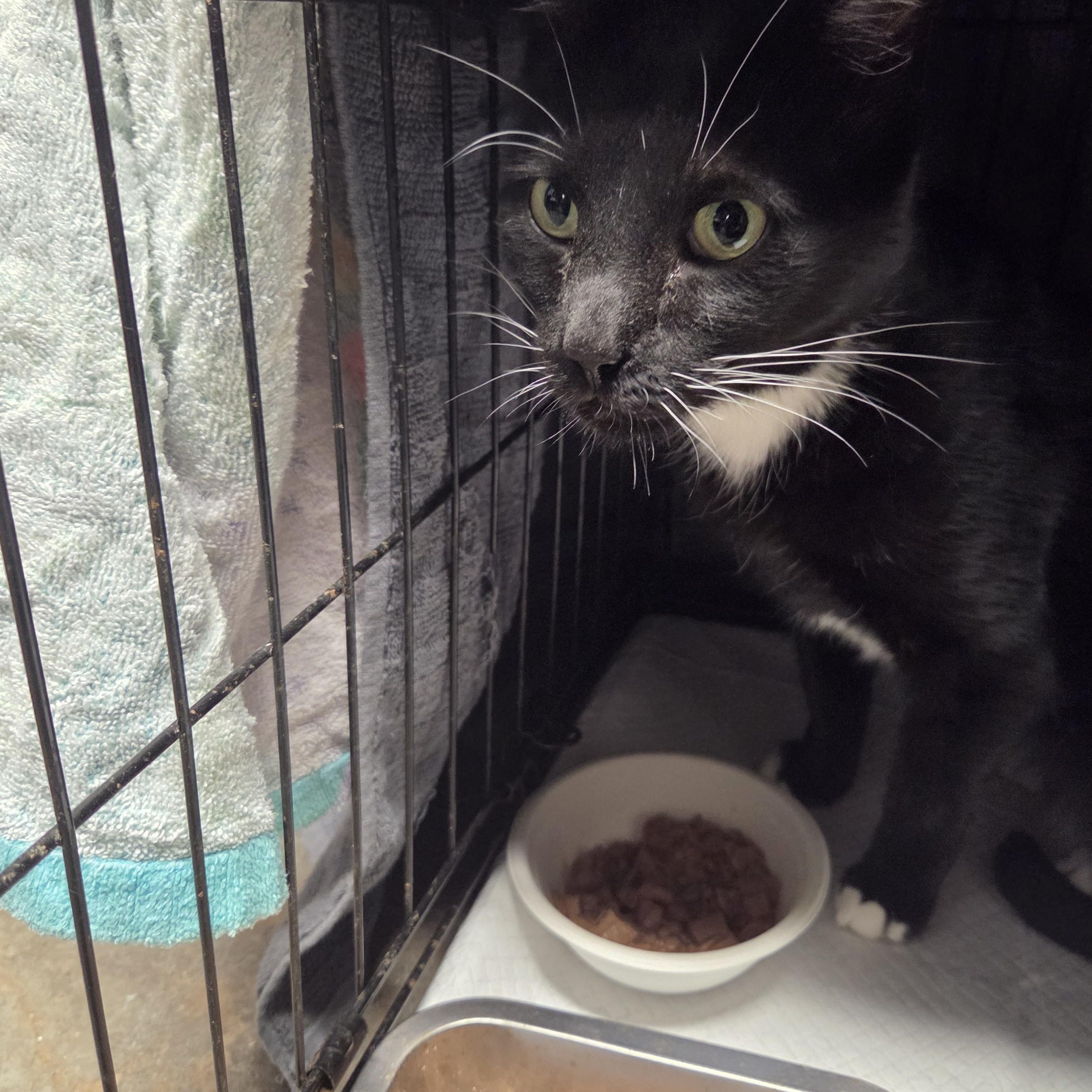Enlarge Arnold, a Adoptable Tuxedo in Bayonne, NJ image 3/4