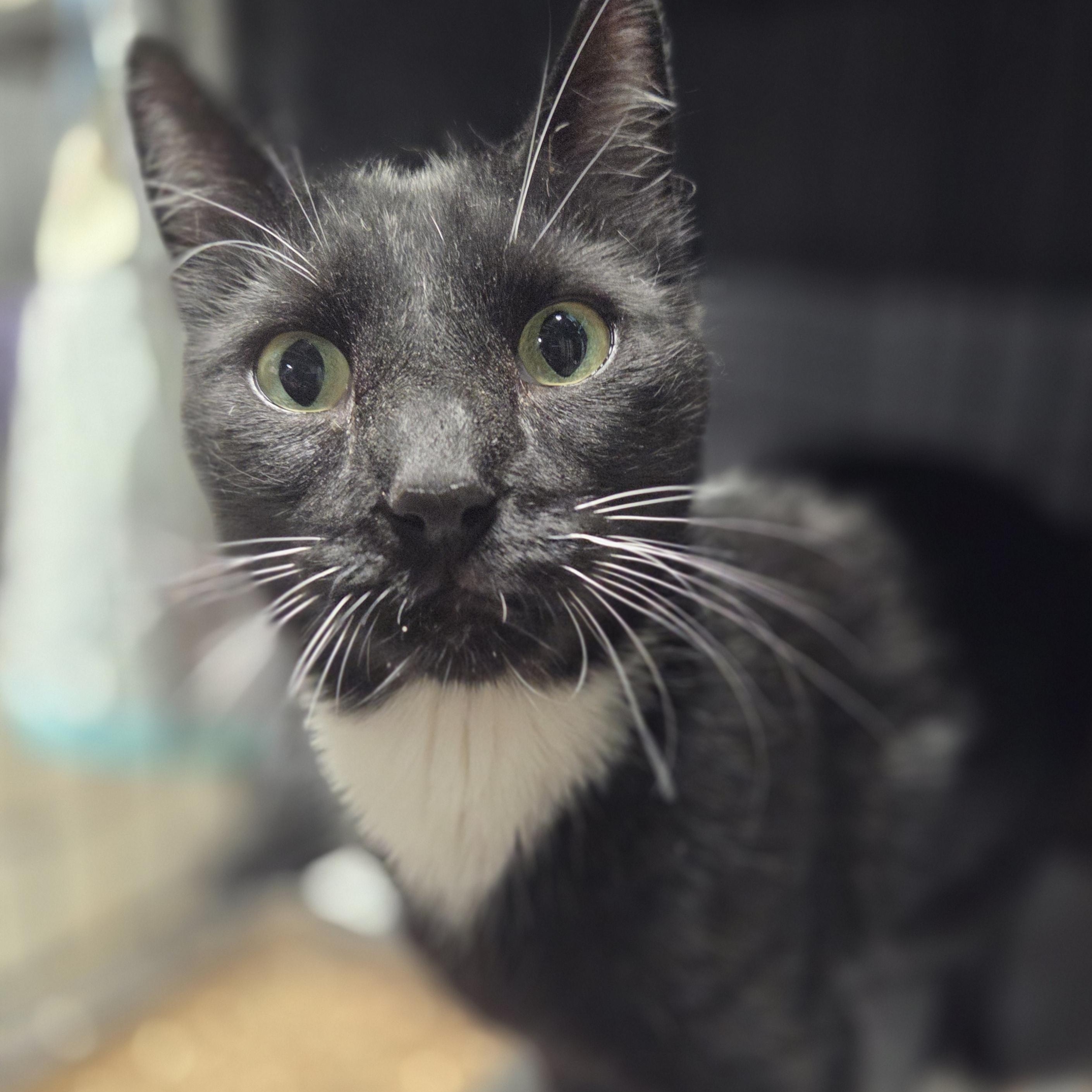 Enlarge Arnold, a Adoptable Tuxedo in Bayonne, NJ image 2/4