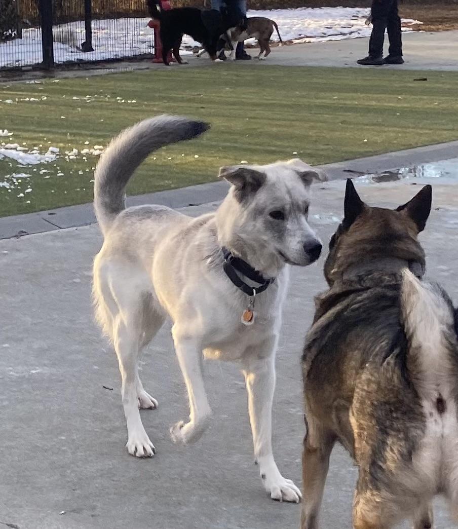 Enlarge Ricky, a ADOPTABLE mixed breed in POTOMAC, MD image 5/5