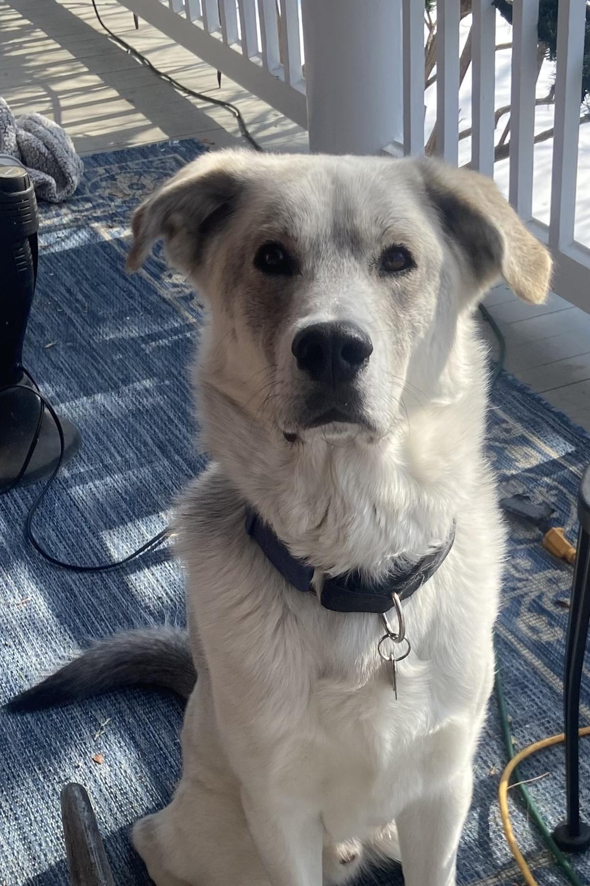 Enlarge Ricky, a ADOPTABLE mixed breed in POTOMAC, MD image 1/5