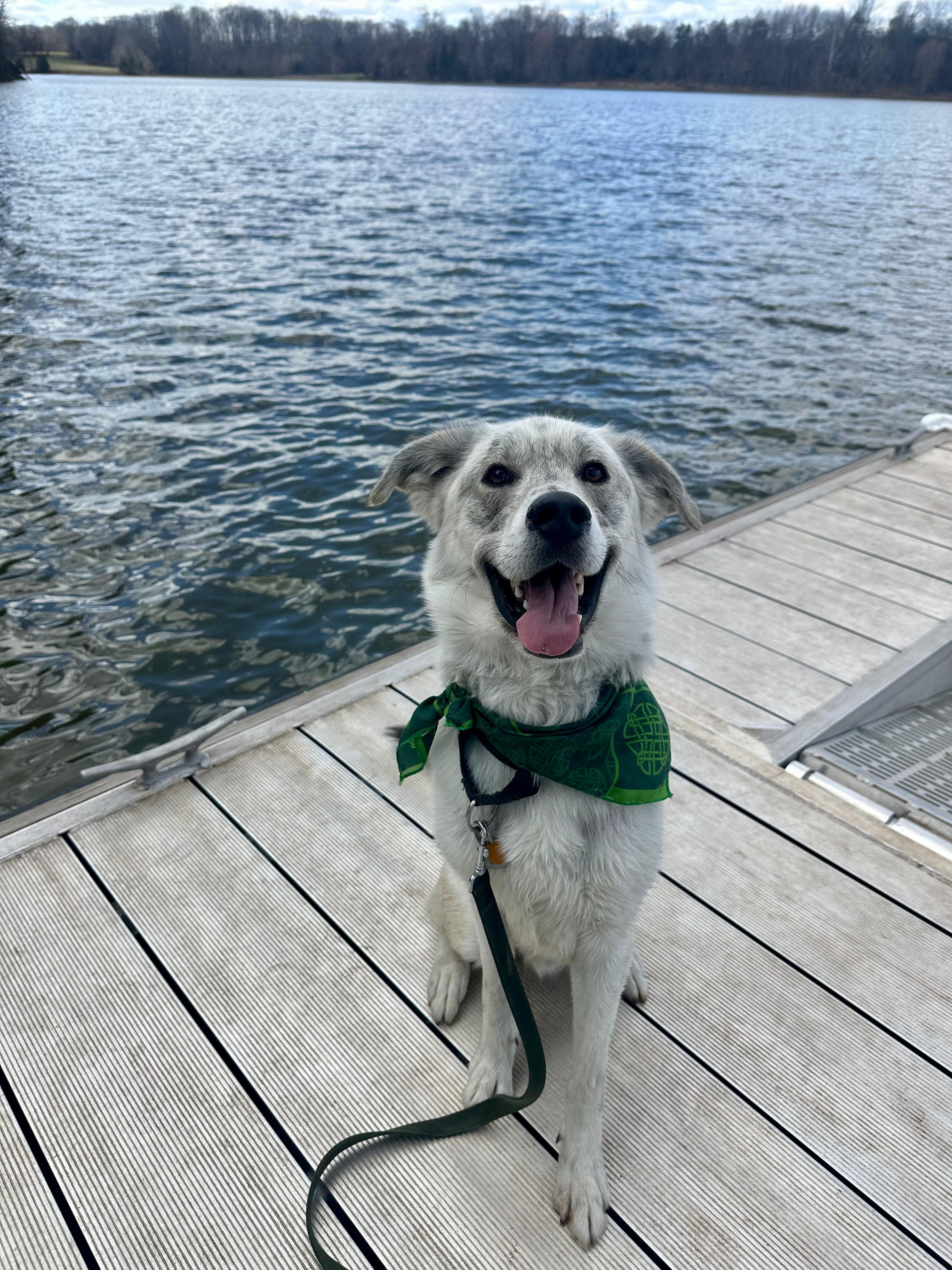 Enlarge Ricky, a ADOPTABLE mixed breed in POTOMAC, MD image 4/5