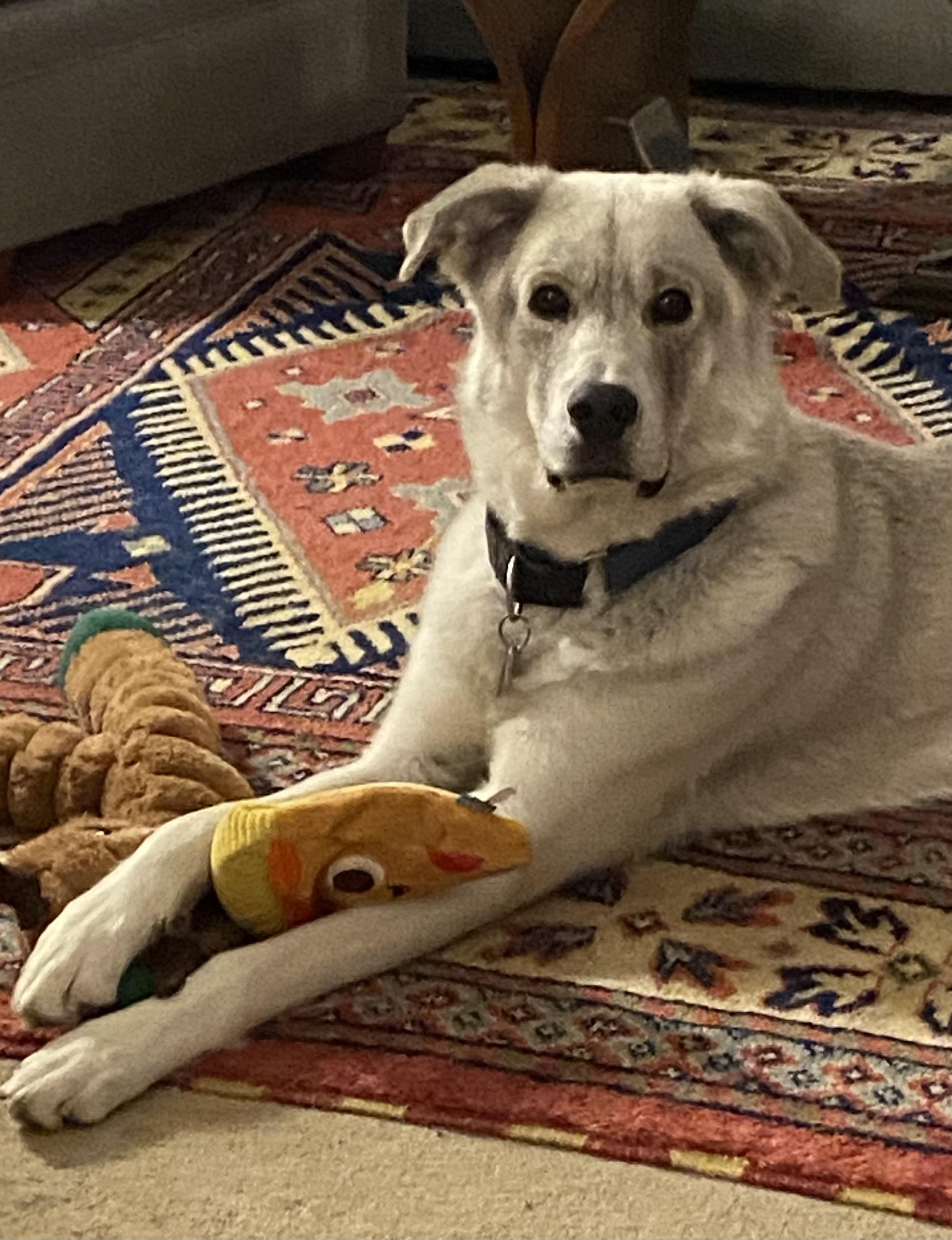 Enlarge Ricky, a ADOPTABLE mixed breed in POTOMAC, MD image 3/5