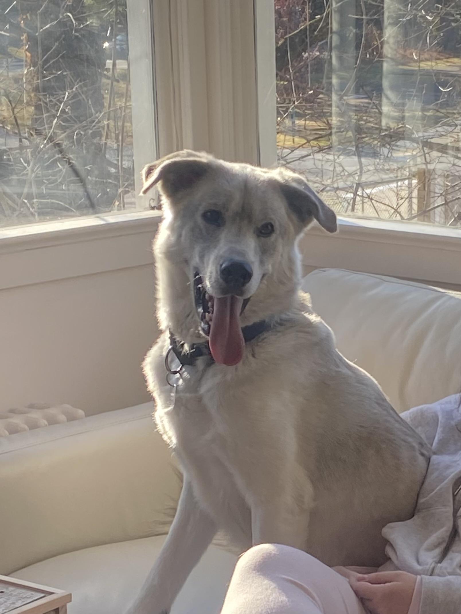 Enlarge Ricky, a ADOPTABLE mixed breed in POTOMAC, MD image 2/5