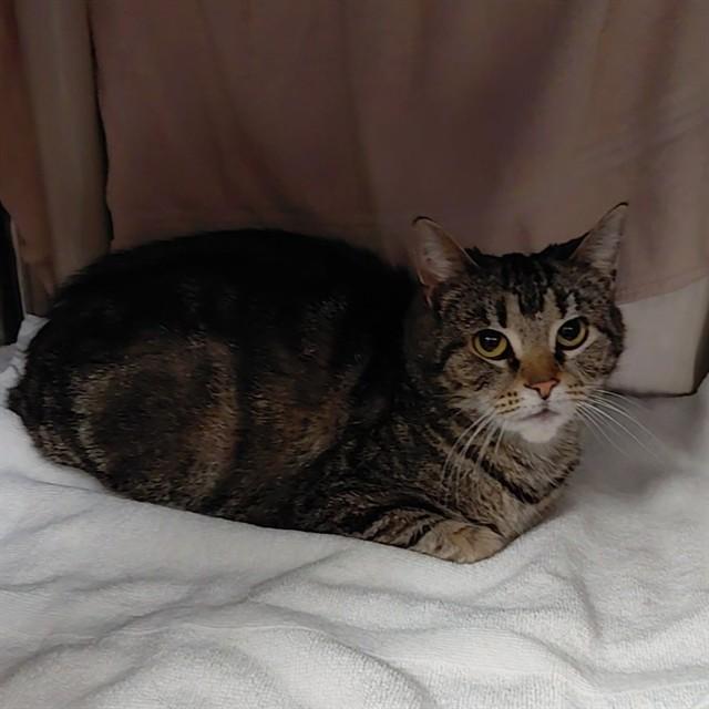 ARANYANI, Adoptable, Adult Female Domestic Short Hair.