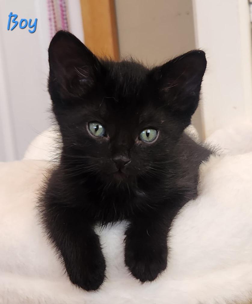 Sweet Kittens - Boys and Girls, ADOPTABLE, Kitten Female Domestic Short Hair.
