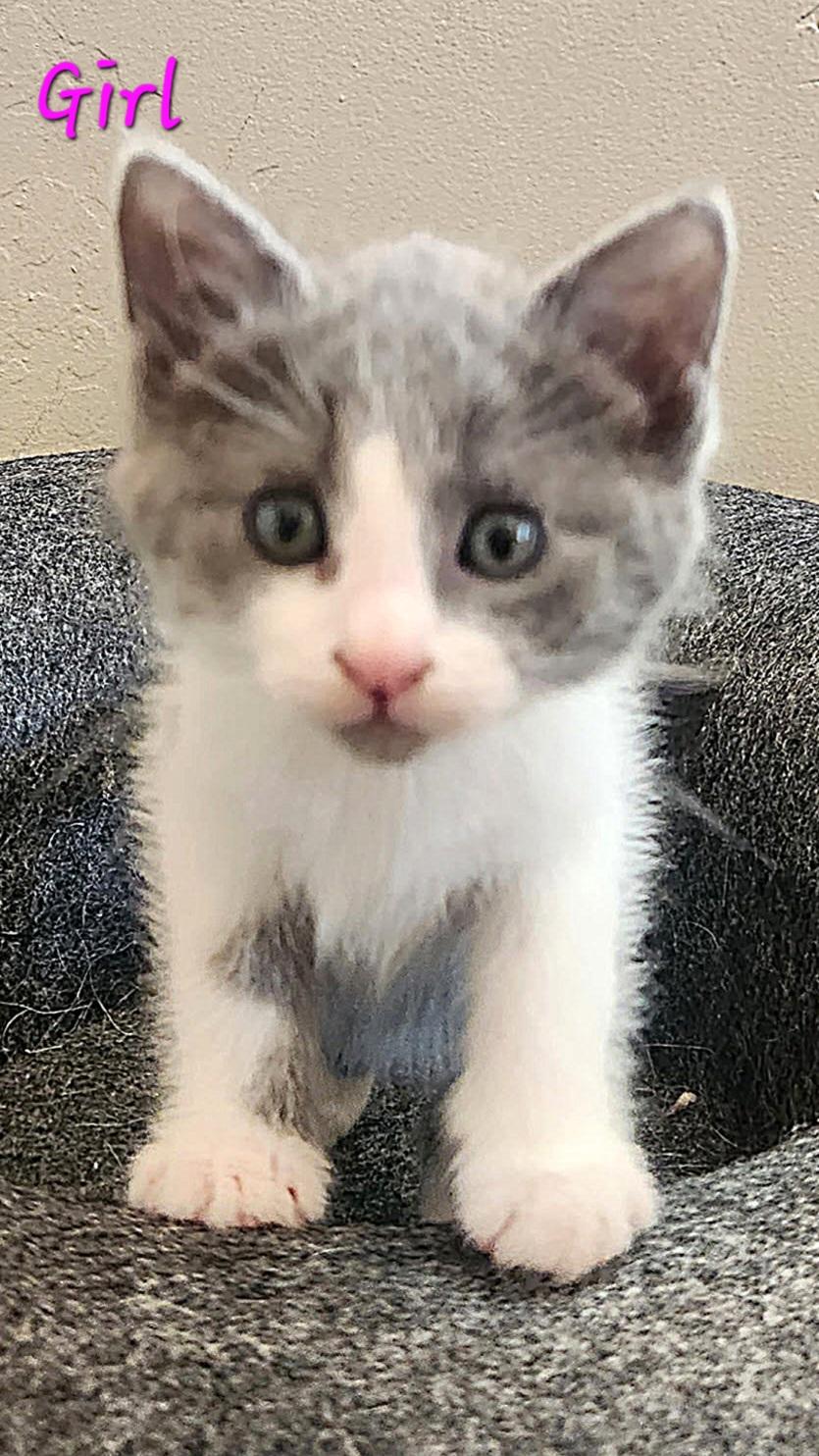 Sweet Kittens - Boys and Girls, a ADOPTABLE Domestic Short Hair in Temecula, CA image 3/5