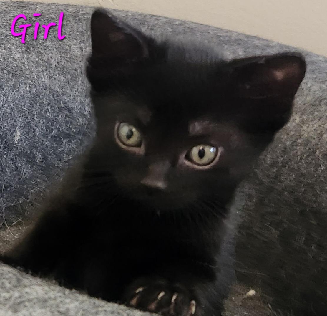 Sweet Kittens - Boys and Girls, a ADOPTABLE Domestic Short Hair in Temecula, CA image 5/5
