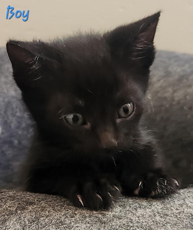 Sweet Kittens - Boys and Girls, a ADOPTABLE Domestic Short Hair in Temecula, CA image 4/5