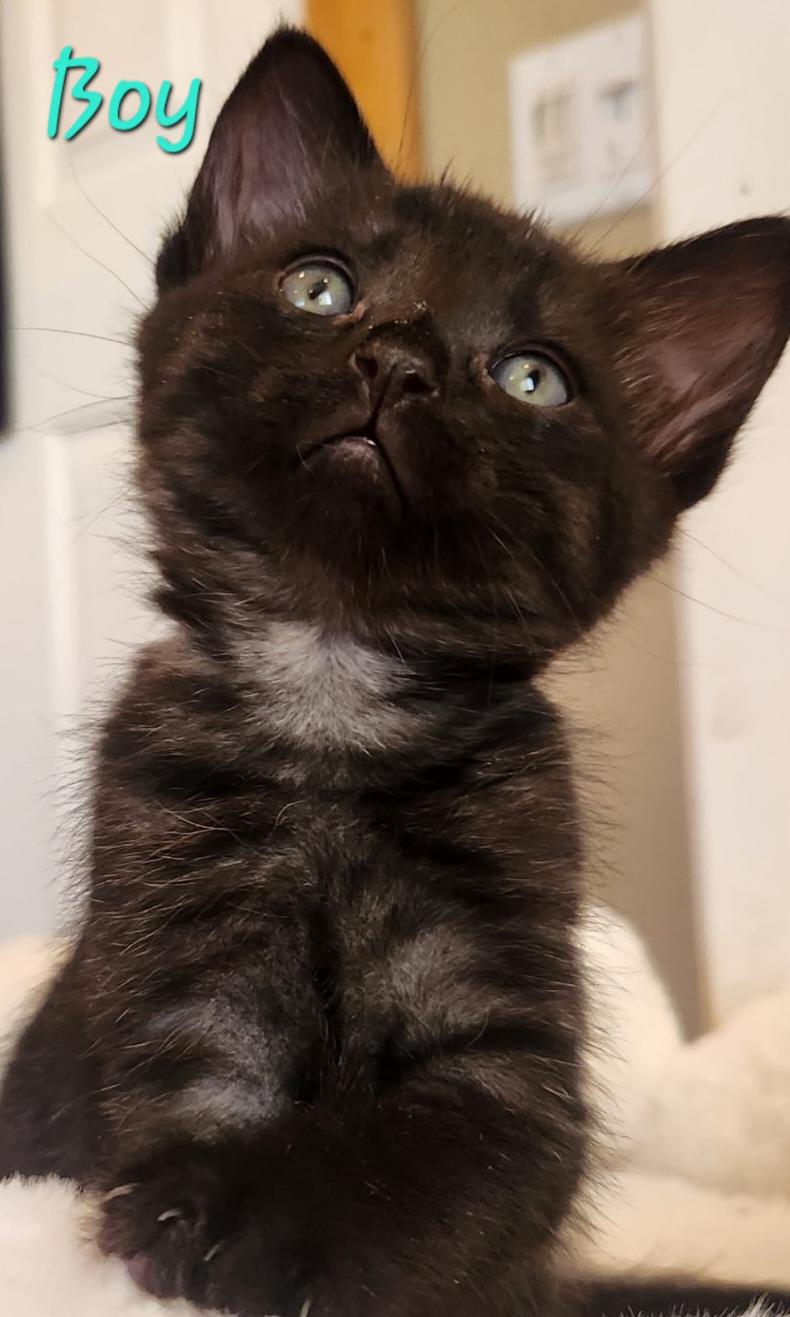 Sweet Kittens - Boys and Girls, a ADOPTABLE Domestic Short Hair in Temecula, CA image 2/5